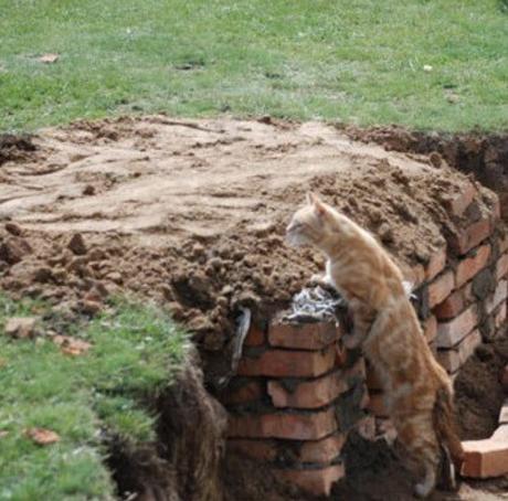 Army Cat Going Over The Wall