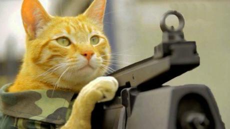 Top 10 Super Tough & Fully Trained Army Cats - Paperblog