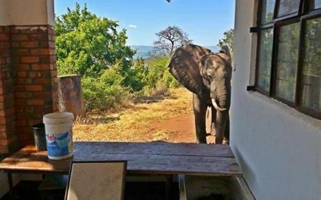 Ben the elephant seeks help at Bumi Hills Safari Lodge (Photo: Bumi Hills Foundation)