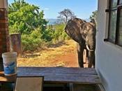 Wounded Elephant Asks Humans Help