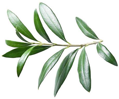 Olive Leaf - how to get rid of genital warts