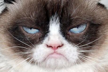 grumpy-cat