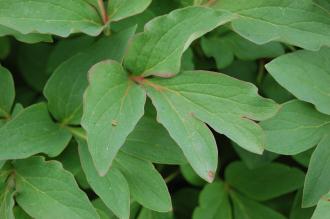 Paeonia officinalis Leaf (22/05/2016, Kew Gardens, London)