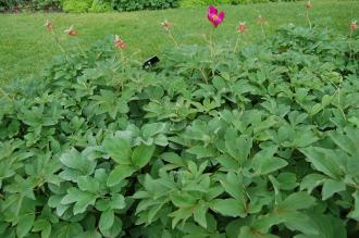 Paeonia officinalis (22/05/2016, Kew Gardens, London)