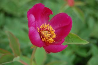 Paeonia officinalis Flower (22/05/2016, Kew Gardens, London)