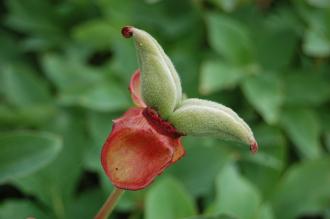 Paeonia officinalis Seed Pod (22/05/2016, Kew Gardens, London)