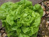 Harvest Monday June 2016