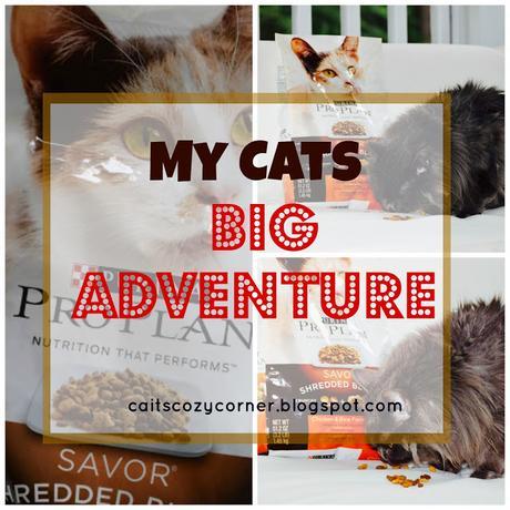 My Cats Big Adventure