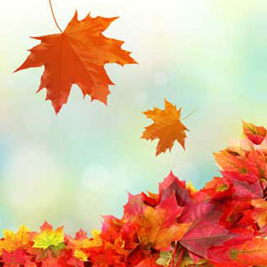 Fresh Fallen Leaves Fragrance Oil