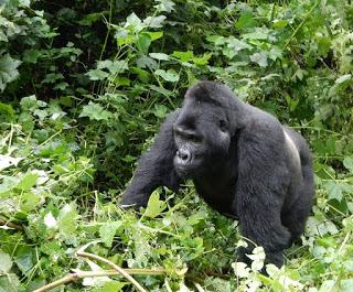 WILDLIFE VIEWING IN UGANDA AND TANZANIA, Part 2, Guest Post by Ann Paul