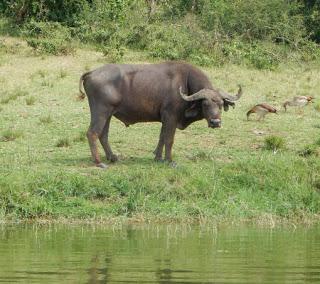 WILDLIFE VIEWING IN UGANDA AND TANZANIA, Part 2, Guest Post by Ann Paul
