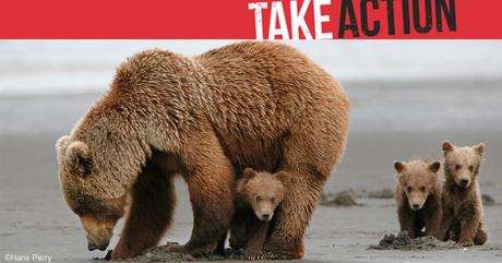 Help Stop the Wildlife-Killer Bill in Congress 060616 – Defenders of Wildlife