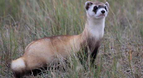 Experts Prepare to Welcome Black-footed Ferrets Back to Wyoming