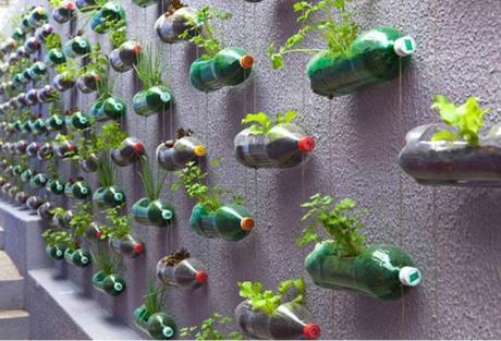 Empty Plastic Pop Bottle Transformed Into Planters