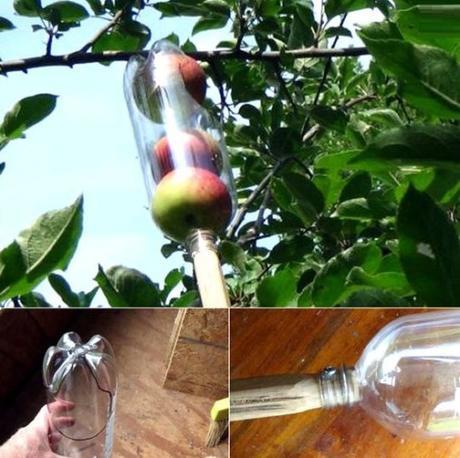 Empty Plastic Pop Bottle Transformed Into An Apple Picker