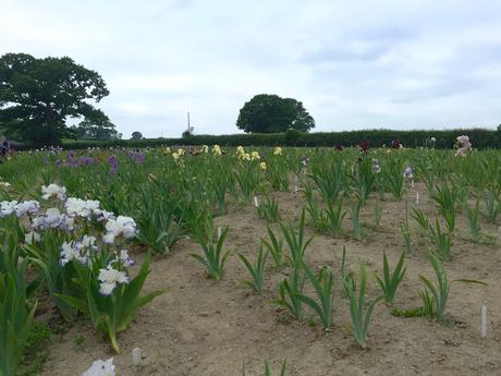 Claire Austin field of irises 