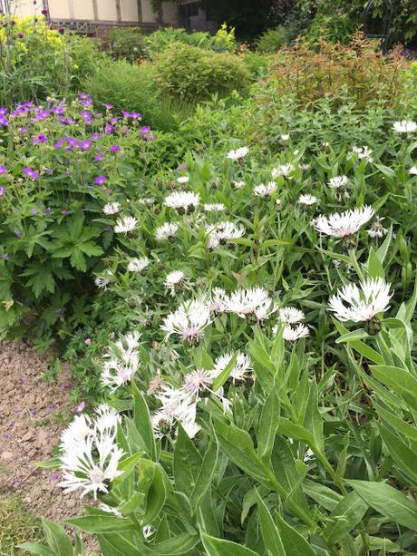 Centaurea Montanan 'Alba' - Perennial Cornflower