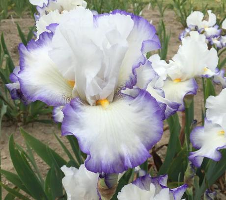 Iris Queen Circle Claire Austin