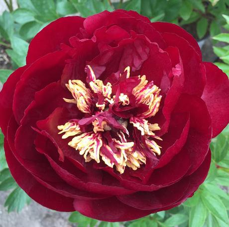 Peony Buckeye Belle Claire Austin