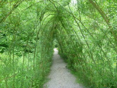 Kissing the Blarney Stone in County Cork, Republic of Ireland Paths at Blarney Castle and Gardens