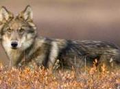 Predator Control Alaska Wildlife Refuges