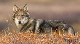 Predator Control in Alaska Wildlife Refuges