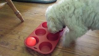 101 Frugal Dog Toys You Can Make (and more!)
