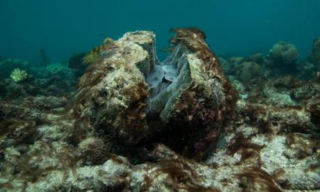 The Guardian view on the Great Barrier Reef: the crisis they prefer to downplay | Opinion | The Guardian