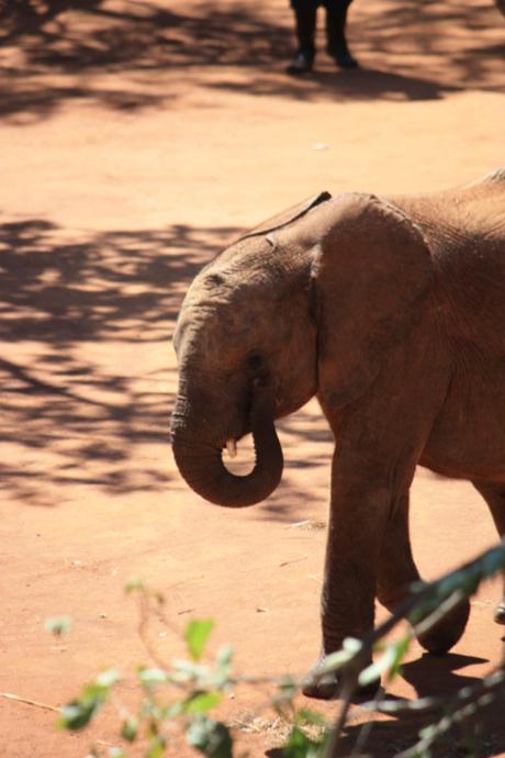 Taken in May of 2016 at Lilayi Elephant Nursery near Lusaka, Zambia