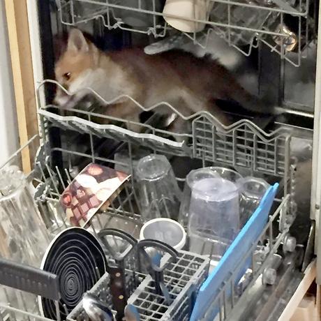 Father Stunned to find Fox in dishwasher