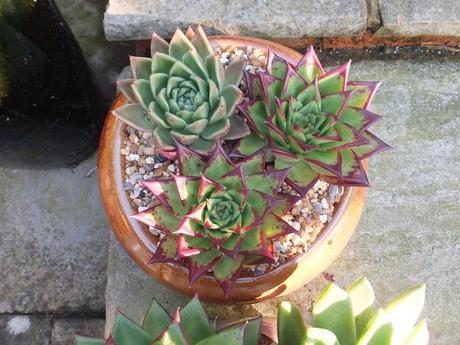 Come Dine With Me Again