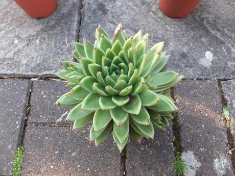 Come Dine With Me Again