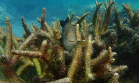 How Austrailia’s Great Barrier Reef got polluted – from farms and fossil fuels to filthy propaganda | Graham Readfearn | Environment | The Guardian