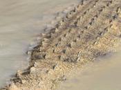 DAILY PHOTO: Crocodiles Water