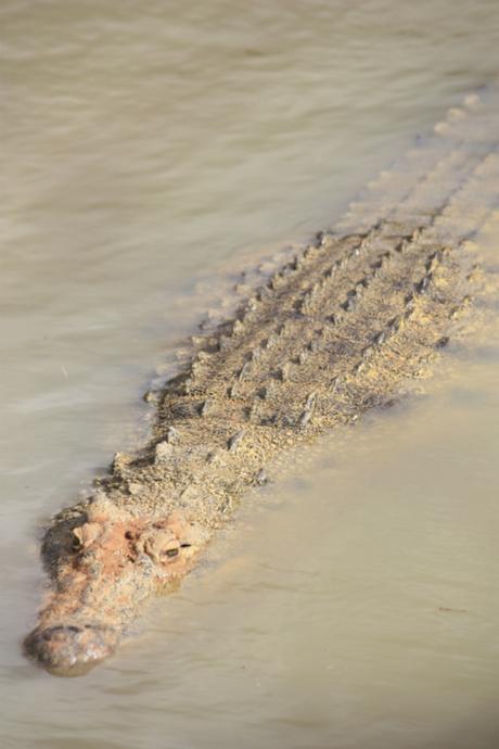 Taken in May of 2016 at Kalimba Reptile Park near Lusaka, Zambia