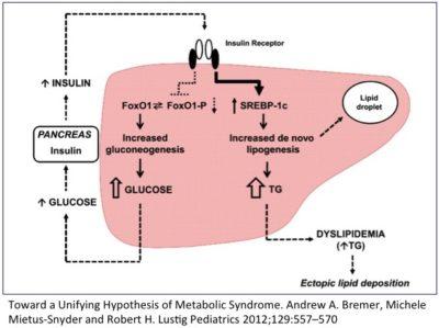 A New Paradigm of Insulin Resistance