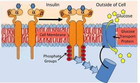 A New Paradigm of Insulin Resistance