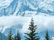 Frosted Peak Tops Fragrance