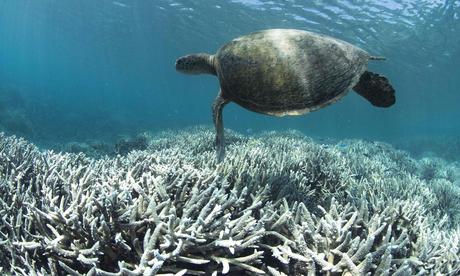 The Great Barrier Reef and the subtle power of ‘psychological distance’