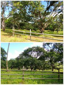 Mango Trees - Guimaras Island In A Day 2016