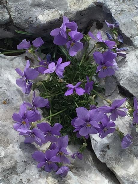Mountain Pansy - blue at altitude, yellow lower down