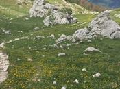 Wildflower Meadows Abruzzo National Park