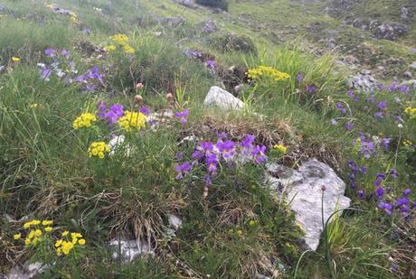 close up of alpines in Abruzzo National park