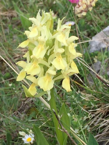 yellow elderflower orchid
