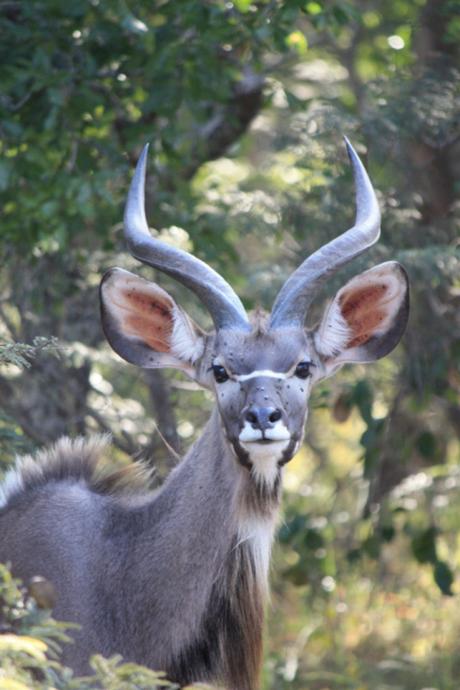 Taken in May of 2016 at Chaminuka Game Reserve near Lusaka
