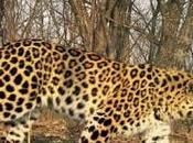 Salt Lake City, Utah Zeya, Amur Leopard Escapes, Sleeps Gets Caught