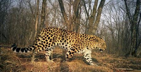 At Salt lake City, Utah - Zeya, Amur leopard escapes, sleeps and gets caught