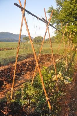 More Postcards . . .Sunrise in the Folk School Garden