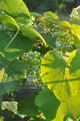 More Postcards . . .Sunrise in the Folk School Garden