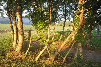 More Postcards . . .Sunrise in the Folk School Garden